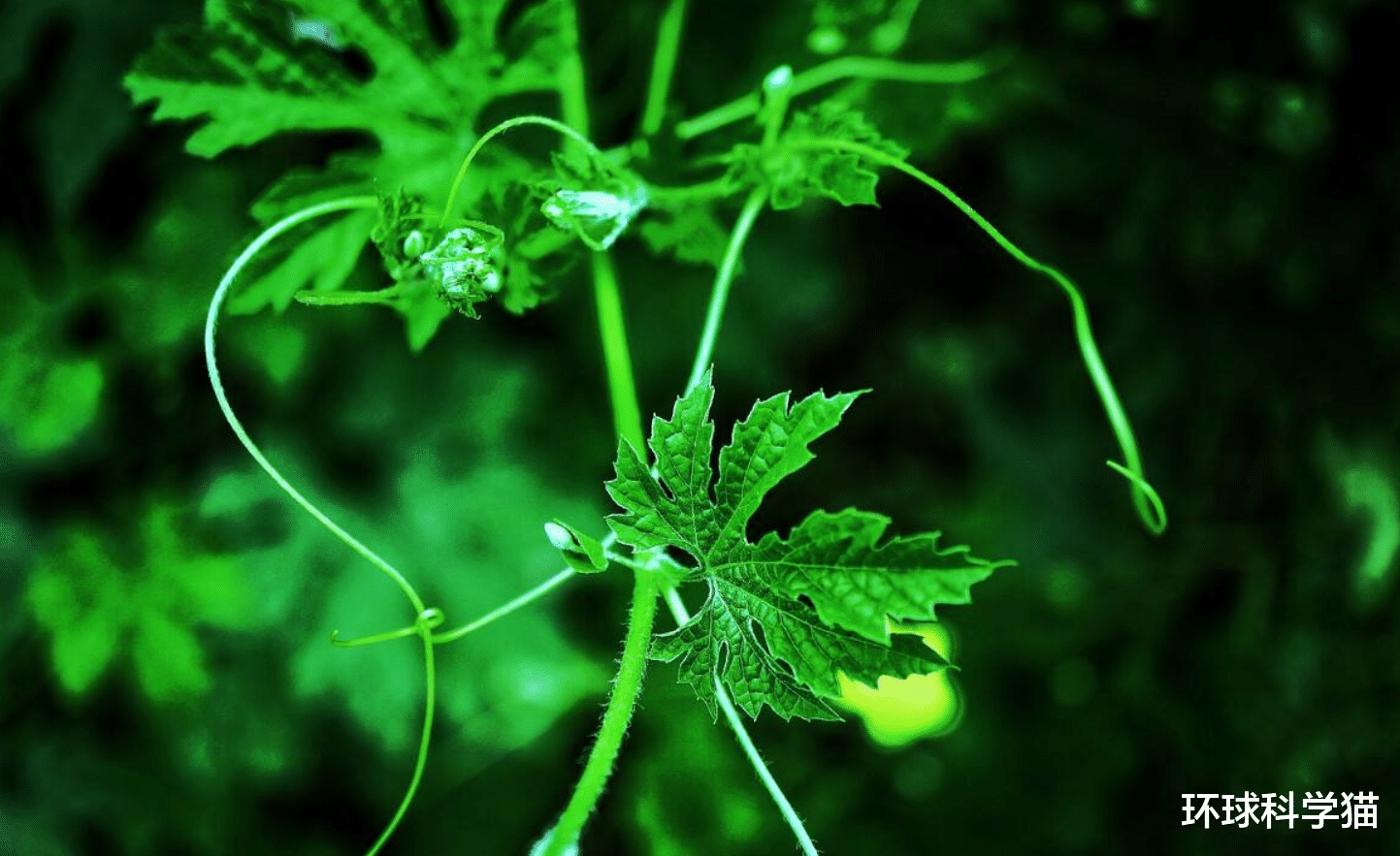 蟒蛇|巨蟒的天敌是什么，一般寿命有多长？遇到了怎么办？