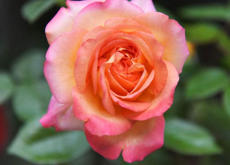 生肖■算命的说：这三个生肖的男人，最容易喜新厌旧，婚后最容易变心