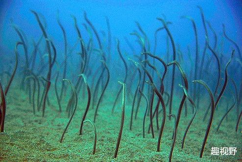 |世界上胆子最小的生物，还会因为过度紧张，自己把自己吓