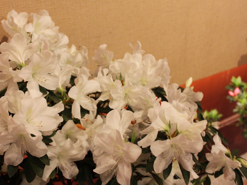 『生肖』7月上旬内,桃花漫天,真爱姻缘随风到来,情比金坚的四大生肖