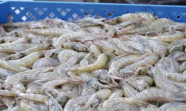 人民币|中国宣布：将对厄瓜多尔冻虾进行检测，厄方：出口后概不负责