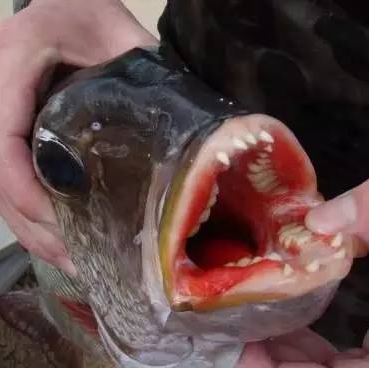 |真实存在的17只恶梦般的生物2