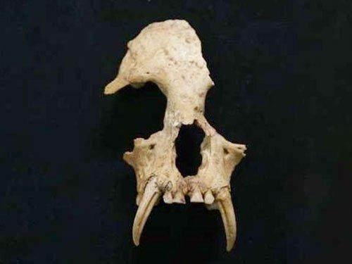 秦始皇|古墓出土秦始皇祖母的宠物,数千年前的异种,如今却早已灭绝