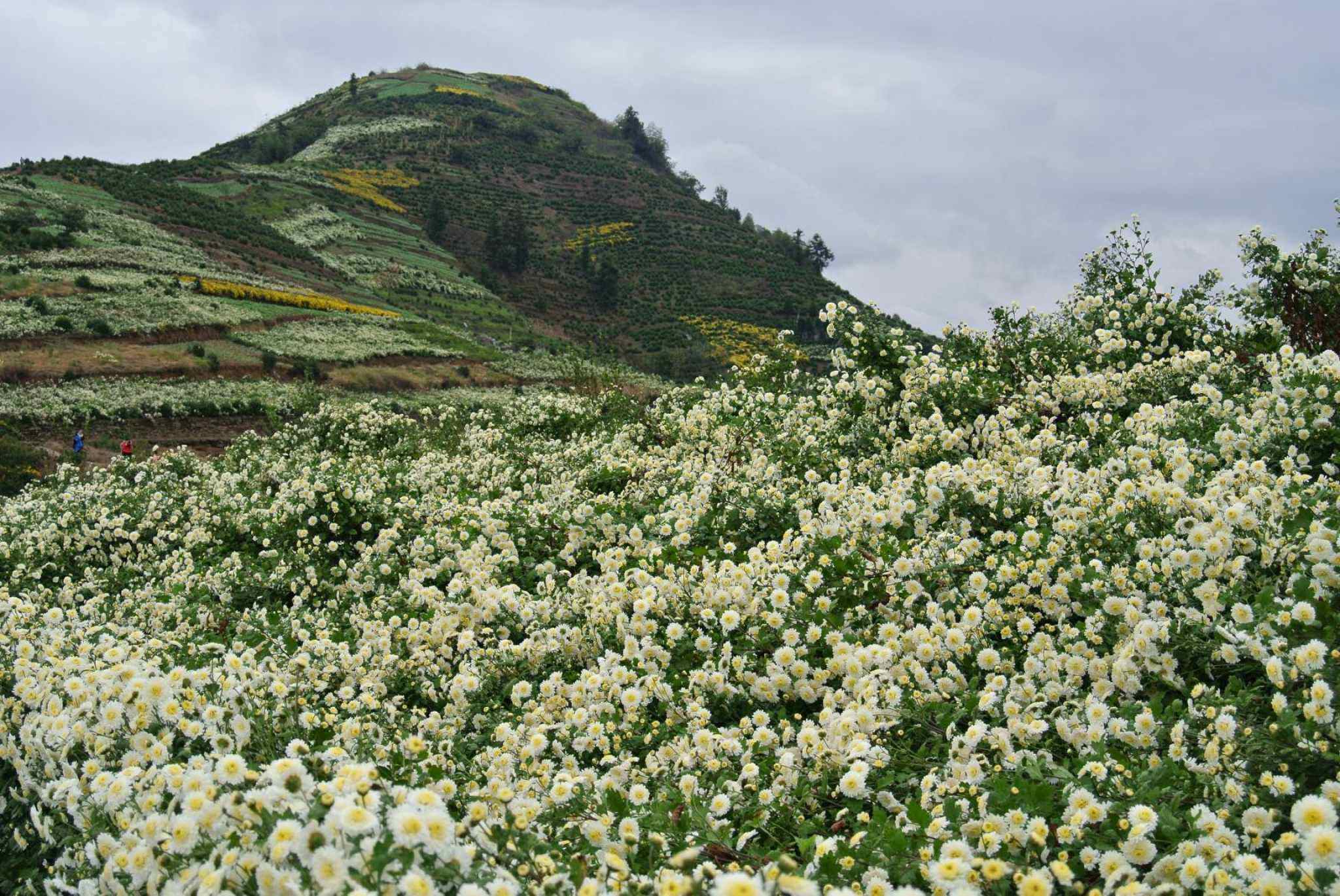 歙县|下个月，皖南这个云端上的古村，将变成秋的调色板