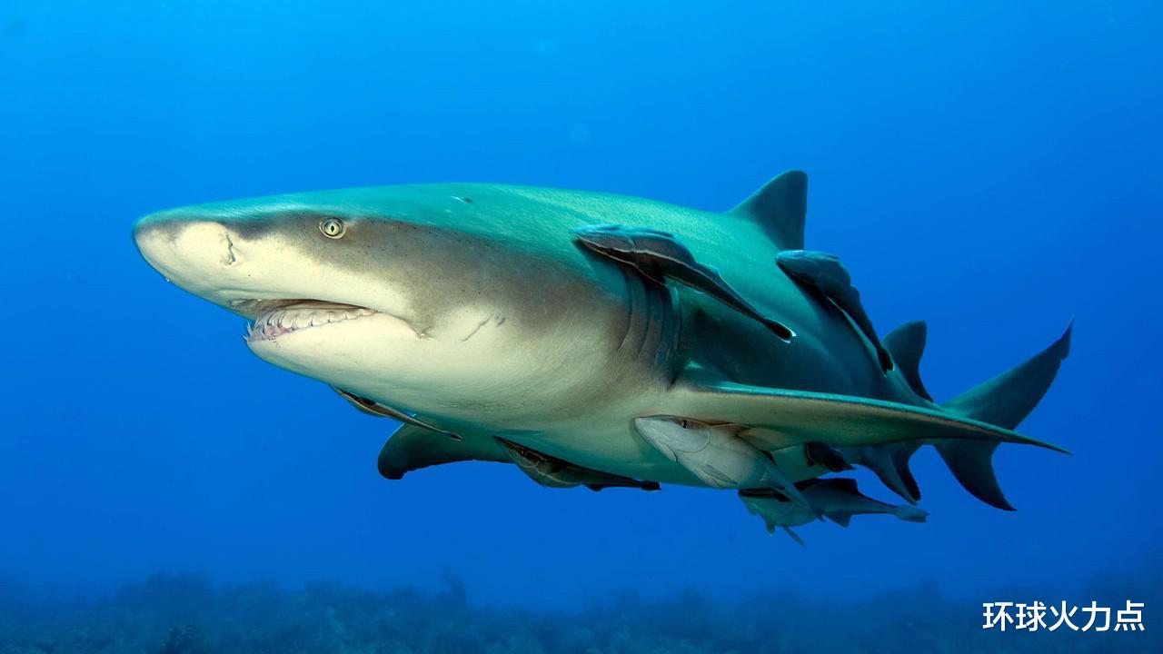 『装甲车』为什么辽宁舰后总会有鲨鱼跟随，专家给出解答，但是至今仍未解决