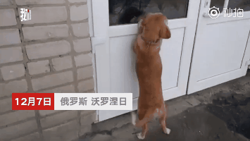 “生病住院，最放不下我的是我的狗”