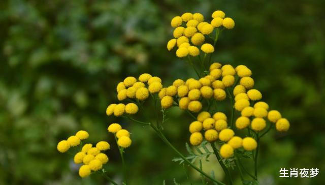 「生肖」4月，用情至深，真心难忘，3生肖追回旧情人，缔结同心，恩爱不散