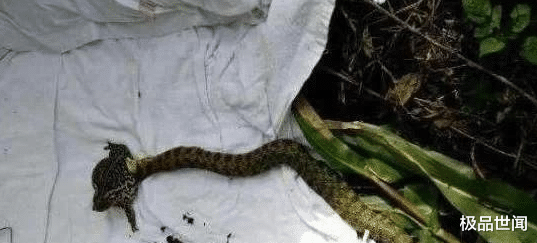 |男子钓到一只青蛙，拉上岸后，发现跟来一个不速之客