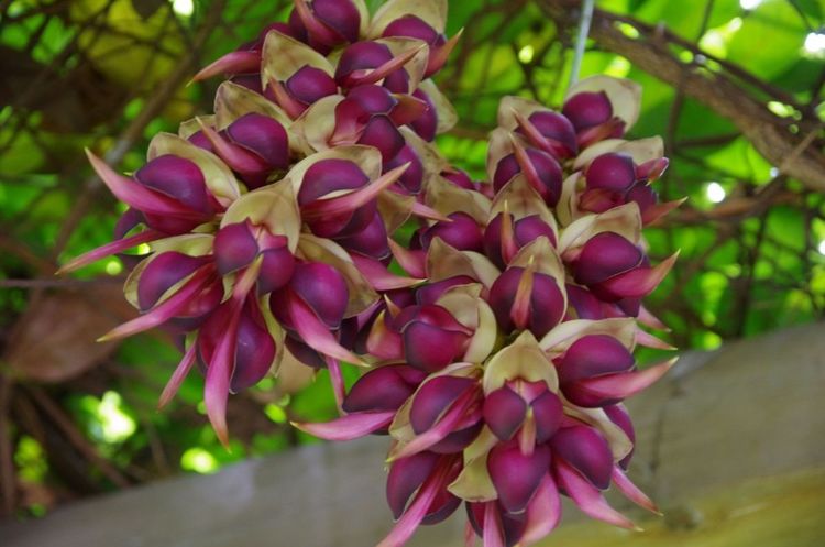 白羊座▲未来半年好运到家中，贵气连连，顺顺利利，富贵缠腰的四属相