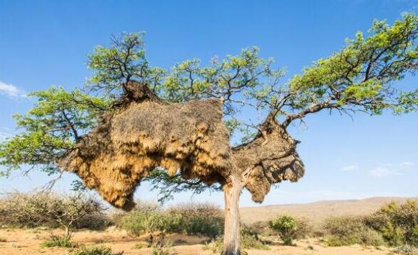 |世界上最大的鸟窝，却无一人敢掏，当地人称：掏了就出人命