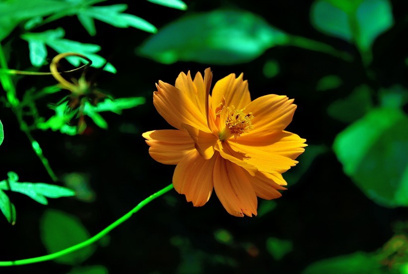 生肖|10月开始，月老敲门，姻缘大好，真爱躲都躲不掉，4大生肖要脱单！