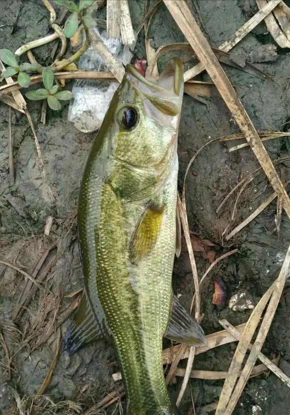 常州|泛滥？美国掠食鱼大量出现常州河道，钓鱼人：钓到了不敢放生