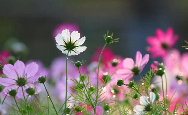 |7月中旬，事业有成，运势再上坡，走上致富路，蓄势待发的属相
