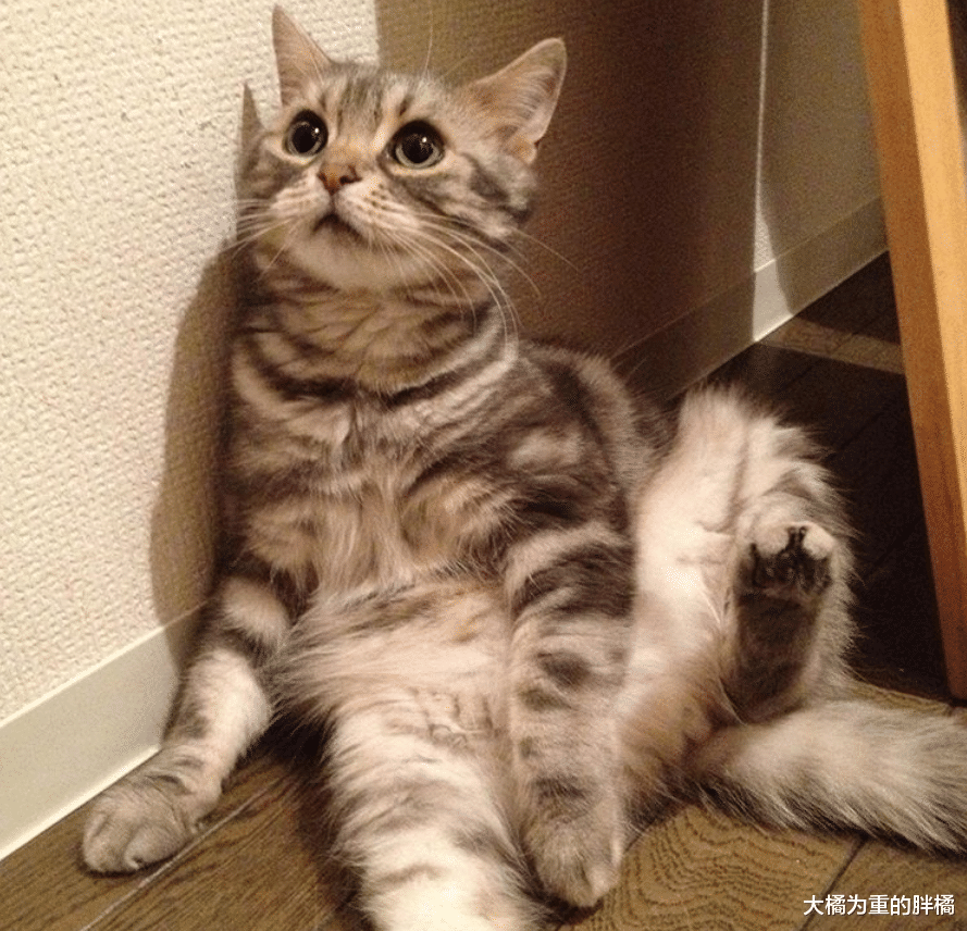 喵星人跟厕所水龙头较劲，喝不成水还次次被淋湿，却让它意外走红