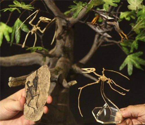 恐龙|1864年,美国士兵曾抓到一只翼龙,并留下合影,究竟是真是假?