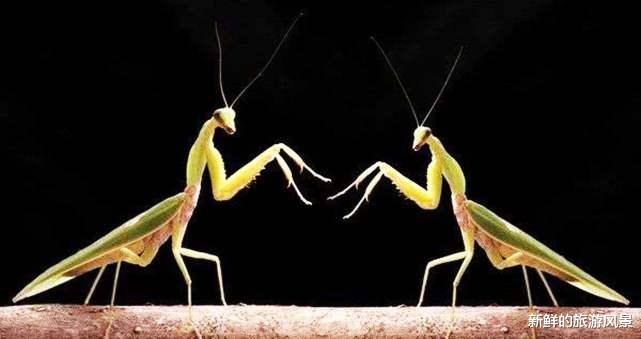 |母螳螂交配完后会吃掉老公？老公为什么不跑，网友：代价太大！