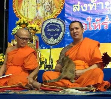 猫咪在僧人念经时撒娇，他多次挣扎后放弃，果然还是撸猫好