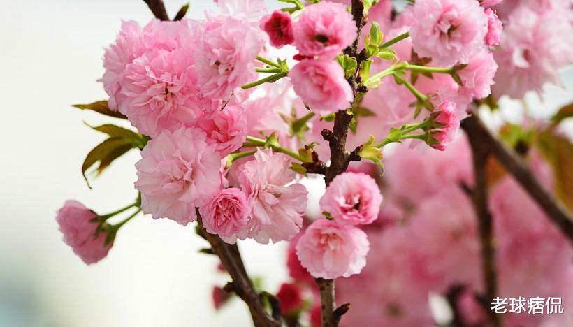 #生肖#6月下旬，好运缠身，“钱”途无量的3生肖，财源滚滚来，出门见喜