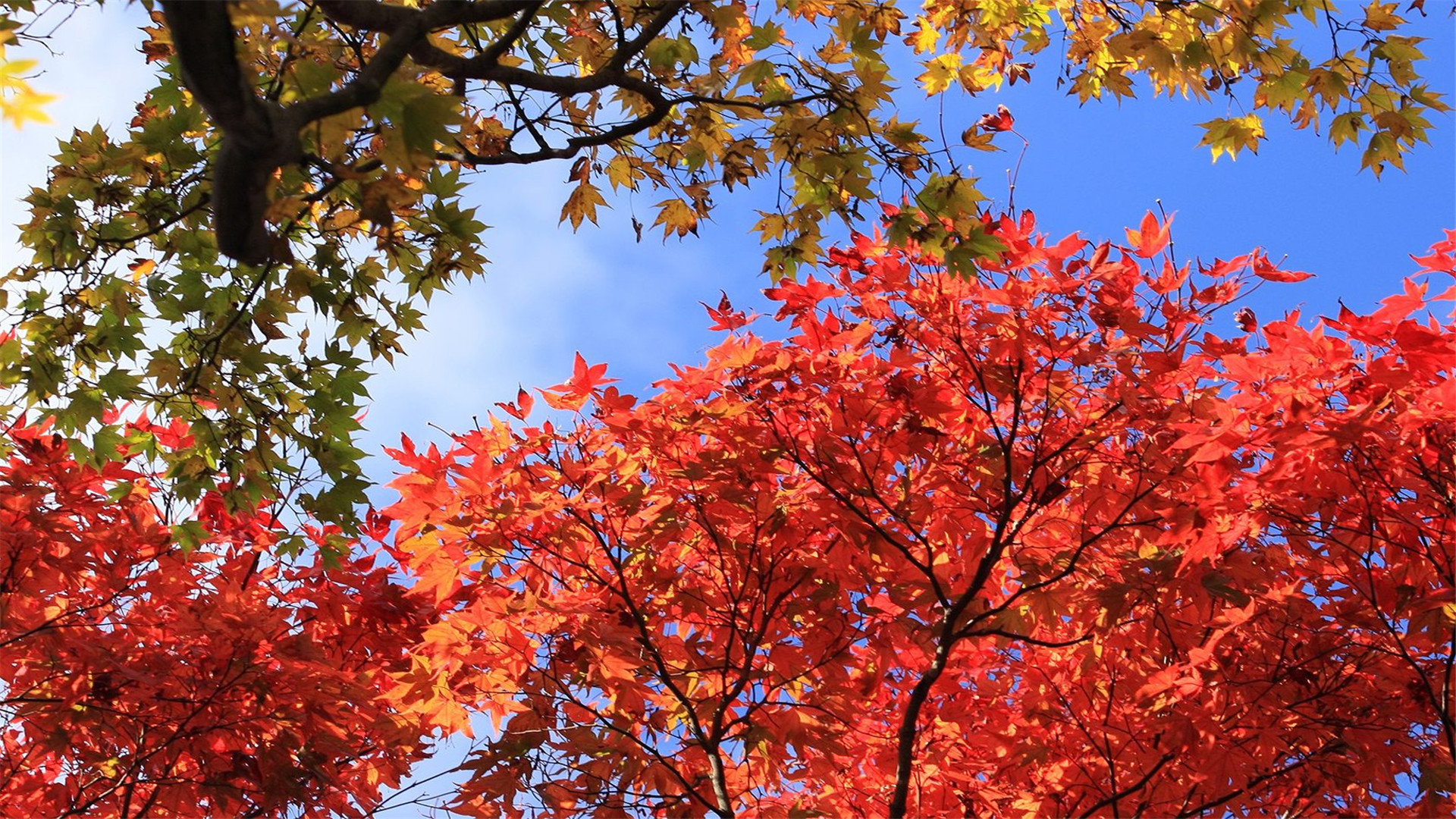 生肖|从冬天开始，财运旺，桃花开，会财富和爱情双丰收的三大生肖