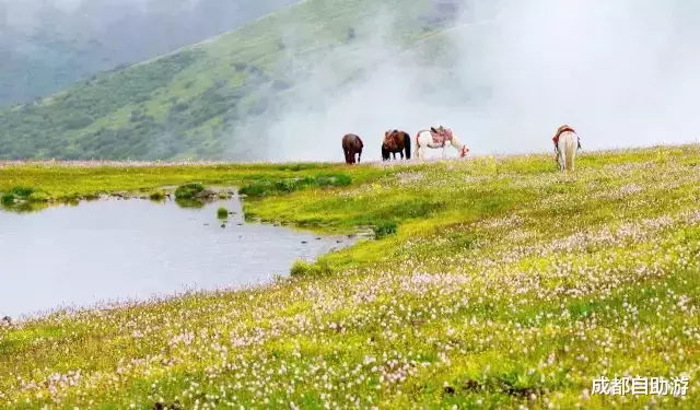 『川西』不输俄么塘！川西又一冷门万亩花海开放，不收门票，赏花观云还不打挤