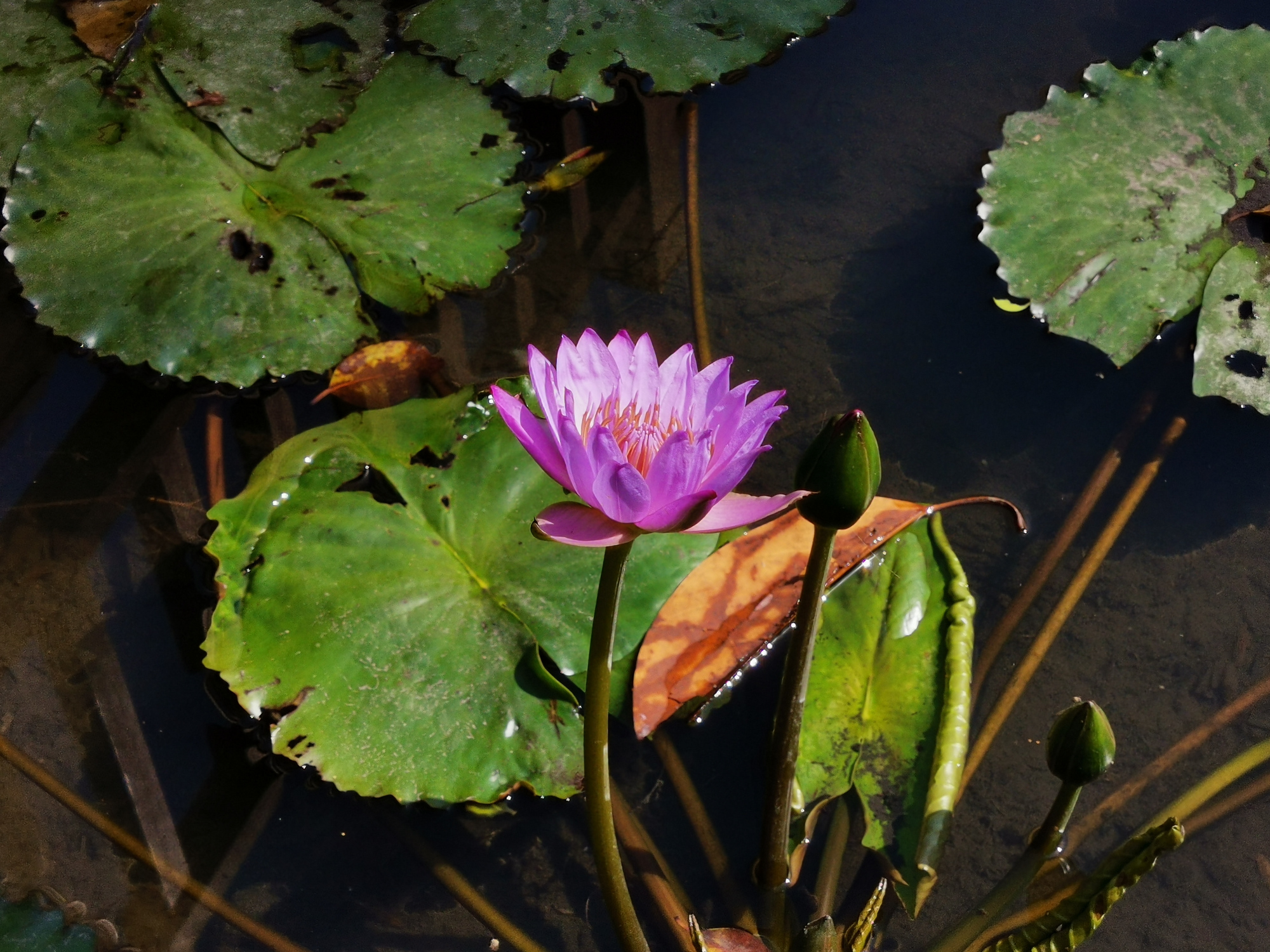 「厦门」厦门最大的公园，有超好玩水上迷宫，地铁直达没门票