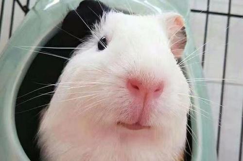 荷兰猪也太能吃了吧，我都快有被吃穷的感觉了，你们家也是一样吗