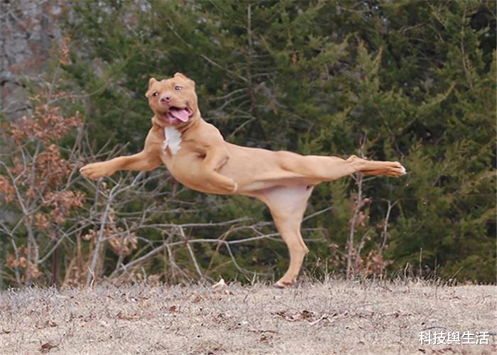 海洋生物|人类从海洋生物进化而来，事实真是如此？腹肌或是有力证据！