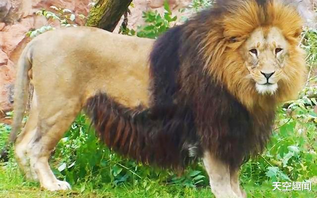 狮子|地球上现存体型最大的雄狮,野生的早已灭绝,比大熊猫还珍贵