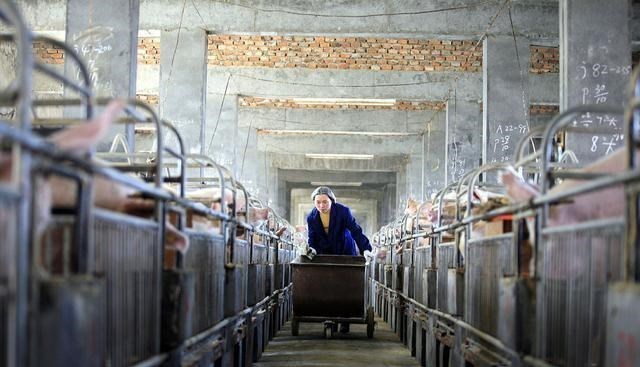 猪肉|猪肉价格飙涨，他们竟说与自己都无关，原来它才是主谋！