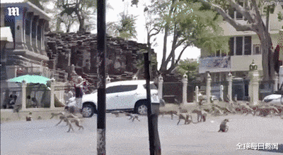 『华富里』泰国猴子占领城市,人类喂甜食以求和平,却让猴子交配更加疯狂