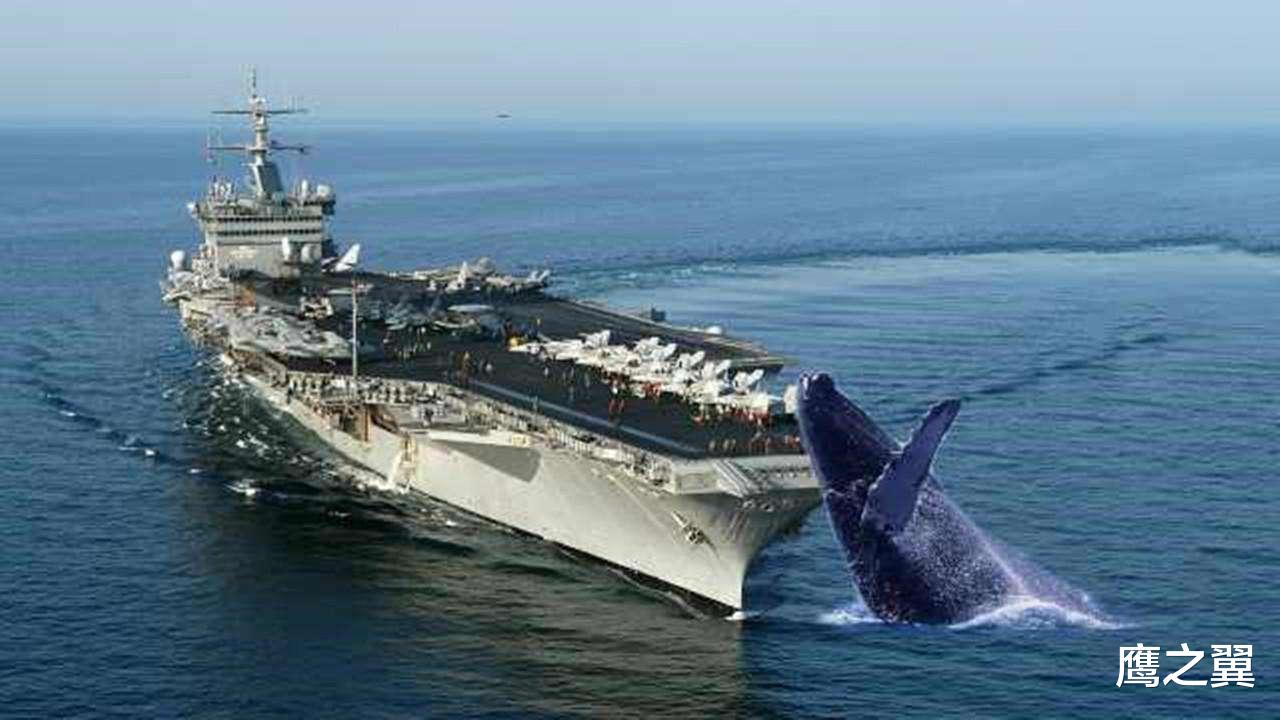 海洋生物|航母的螺旋桨有多可怕?看看这些鲨鱼的伤口,真是于心不忍