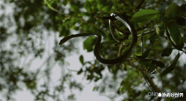 动物冷知识|20个不可思议的动物冷知识，看完姿势大涨！