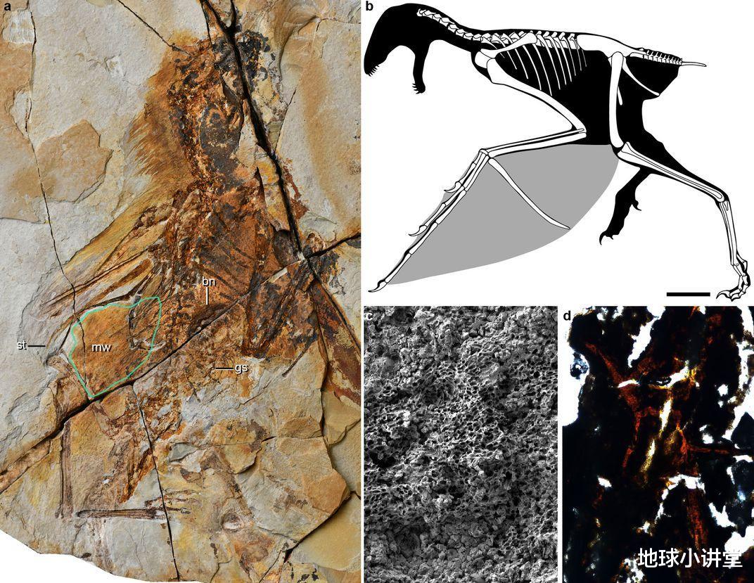 科学家|比鸡还矬的翼龙？飞行领域里，科学家发现了自然进化的失败作品
