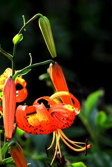 生肖|10月中旬，爱情运，金钱运，事业运，都呈现上升的趋势的四大星座