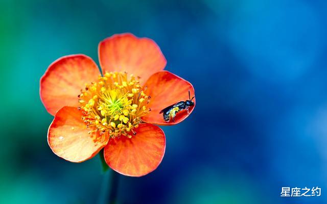 『双鱼女』在6月份，相思鸟归，回心转意，和好如初的三大星座