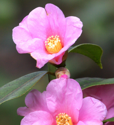 生肖|7月中旬遇真爱，4属相良缘降临，桃花朵朵绽放，生活幸福甜蜜