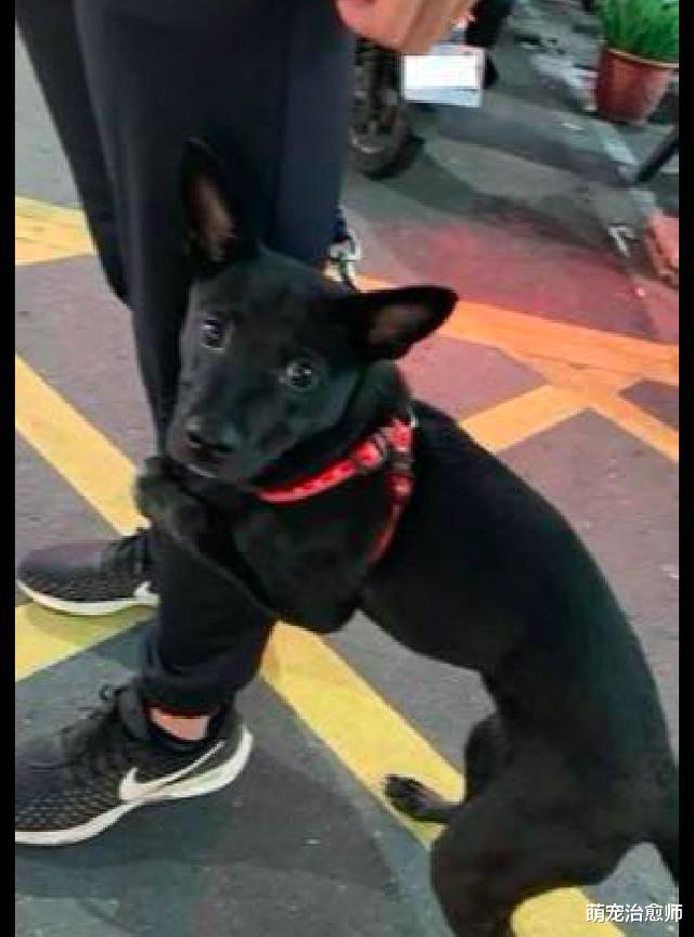 狗在路上遇到只羊，吓得连忙抱住主人大腿求抱抱，小怂样太好笑了