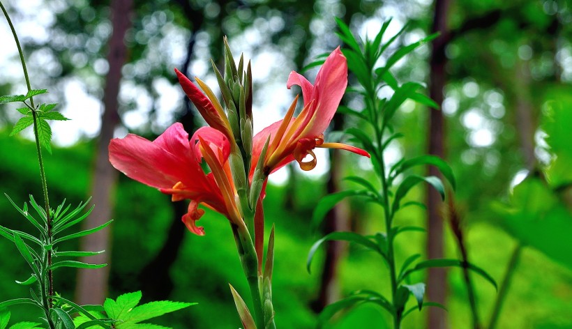 【生肖】6月下旬期间，姻缘遇良人，爱情称心如意，余生厮守的四大生肖