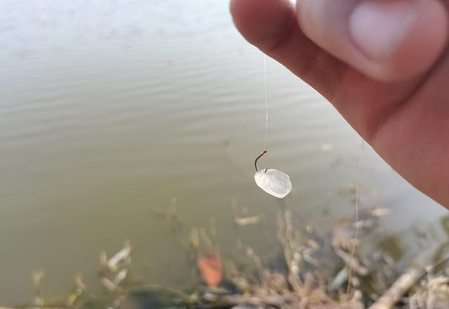 |葡萄能钓鱼？你别不信，鱼塘老板禁止使用，但要用对时机