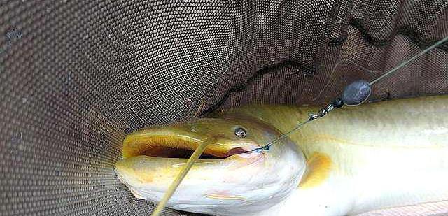 ▲不得不承认，鲶鱼只需按我说的钓，接连中鱼忙不停，莫透露