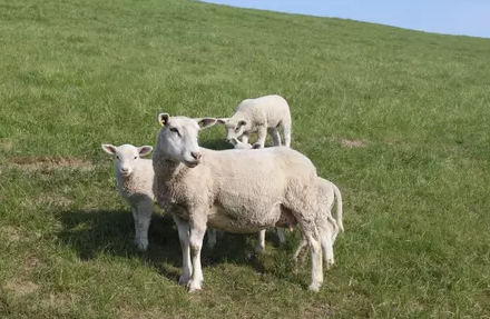 |十羊九福!属羊人,就在8月31日,将有“欢天喜地”大囍上门,不是迷信,不接不囍!