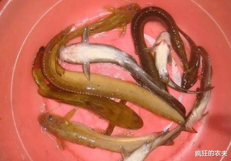 案件通报|酷似泥鳅的刀鳅，起初没人吃，钓鱼人嫌晦气，如今100一斤买不到