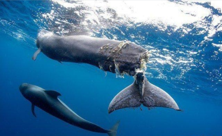 「鲸鱼」鲸背部被螺旋桨割成麻花,伤口深30cm,但它活下来了
