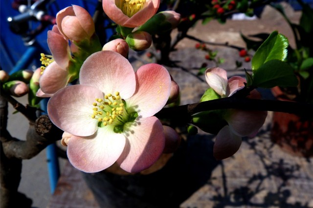 「生肖」真有天生的桃花命？详解金木水火四大桃花生肖，有的既藏金又藏花