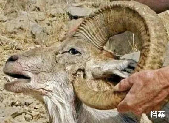 |这3种动物的天敌就是自己，迟早会被自己“杀死”，这是为何？