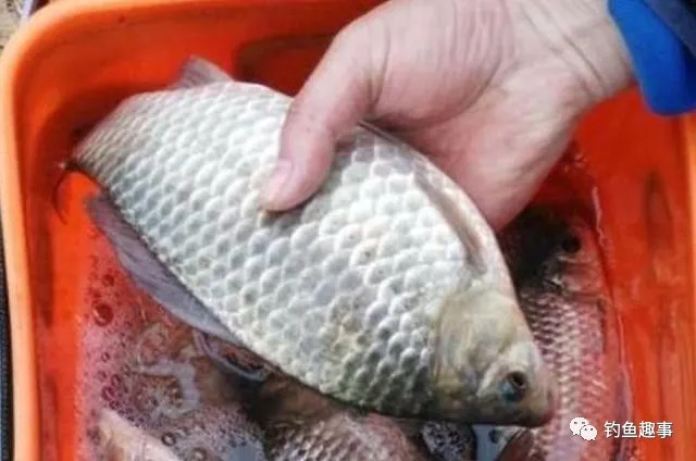 []不用多说，天热了，唯独这种钓法最霸气