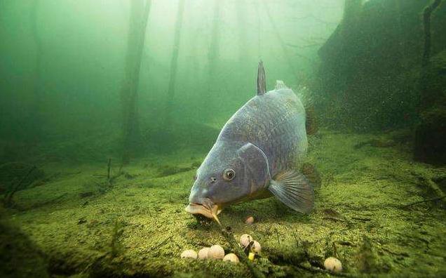 「」什么技巧都不会，怎么钓大鱼？学会这几招，下竿就上大鱼
