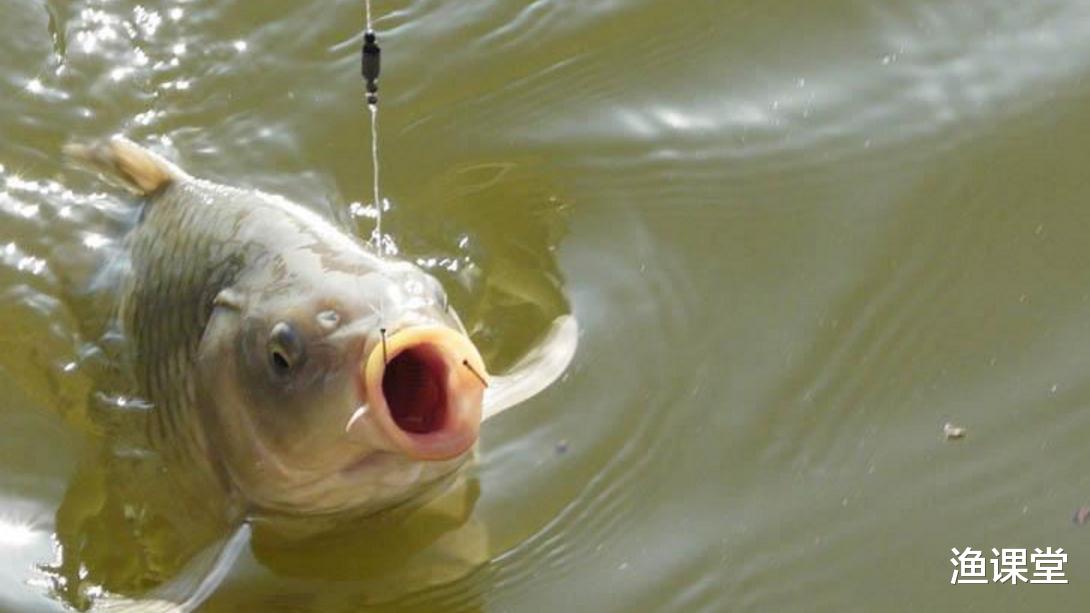 |钓鱼会遇到哪些“鱼口”？很多钓友说不全，全了解你才能稳稳进阶