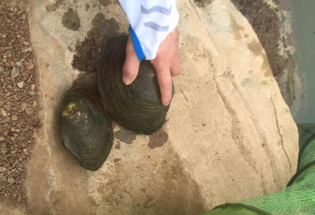 湘潭|湘潭男子河道钓鱼，却捞起一袋“大石头”，网友：这能吃？