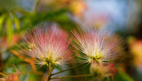 「生肖」6月开始，4属相爱情圆满，收获满满惊喜，走向幸福，走向成功